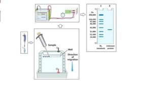 Mini-course on SDS-PAGE