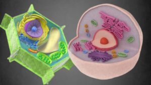 Principles of Cell Biology