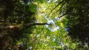 Magical Techniques for Health: A Beginner's Guide