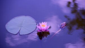 Free Meditations for Calmness and Inner Peace