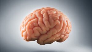 Nervous System