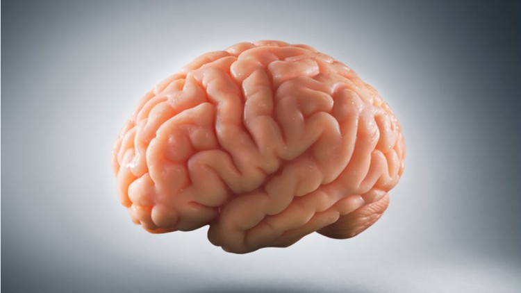 Nervous System