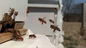 What is keeping YOU from becoming a beekeeper?