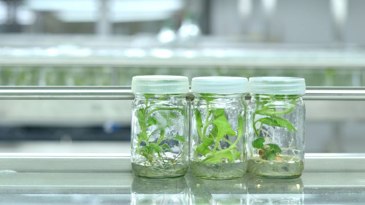 Plant Cell & Tissue Culture Course