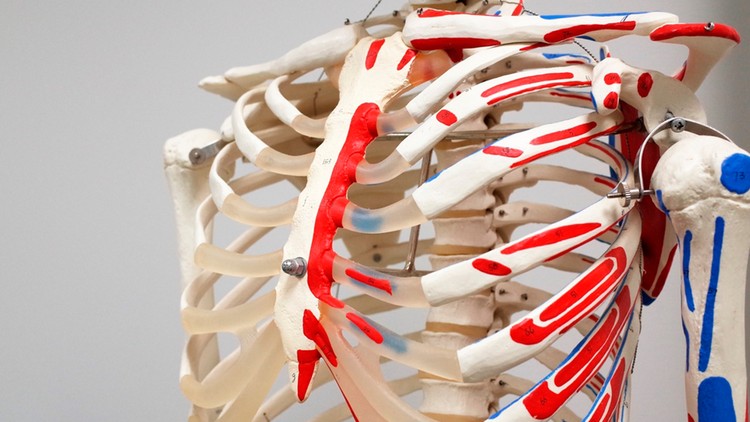Biology101: Nervous, Endocrine and Skeletal System