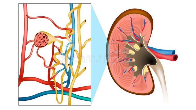 Pharmacological action of Diuretics