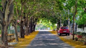 Urban Tree Planting &Amp; Establishment For Healthy Trees