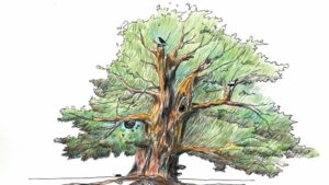 What is a Tree?