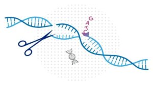 Crispr Cas9 Technology