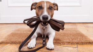 Dog Training & Behaviour Management Diploma