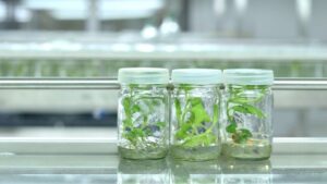 Plant Cell & Tissue Culture Course